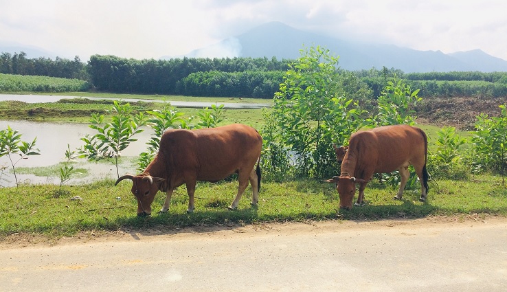 Countryside on the way to Ba Na Hills (Golden Bridge)