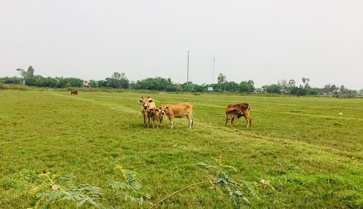 Hoi An Countryside - Cam Kim Island