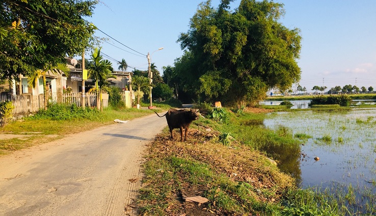 Hoi An Countryside - Around Hoi An