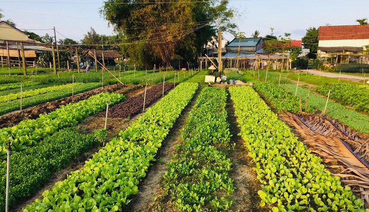 Hoi An Countryside - Tra Que Vegetables Village