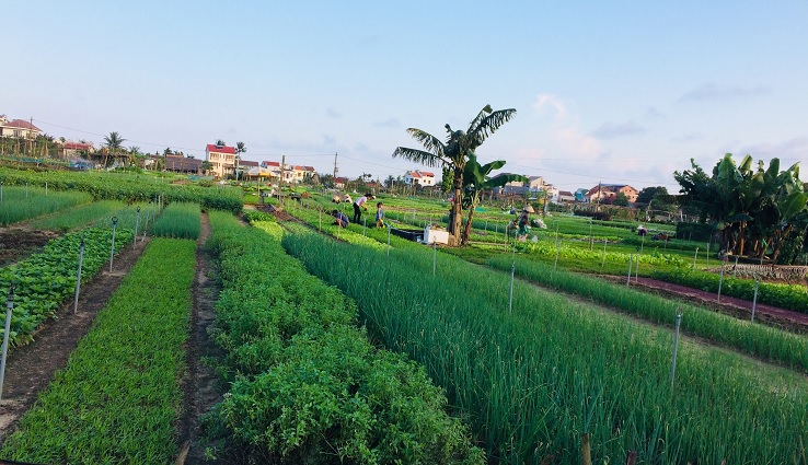 Hoi An Countryside - Tra Que Vegetables Village
