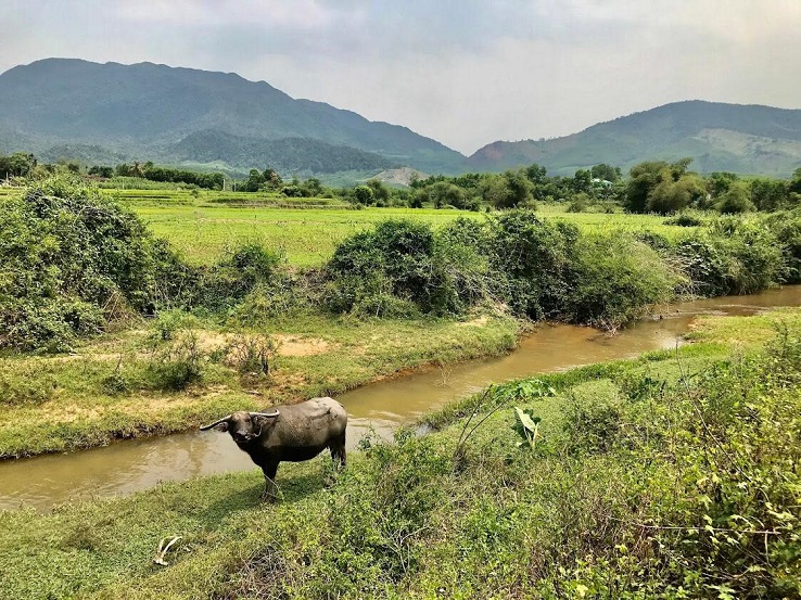 Water buffalo - Hoi An
