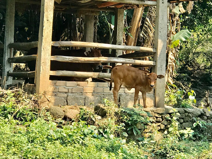 Cow at rural villages - Hoi An