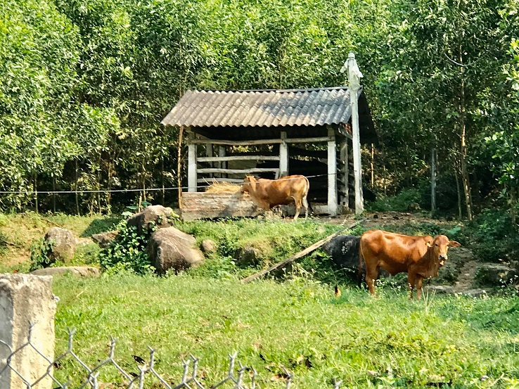 Cow at rural villages - Hoi An