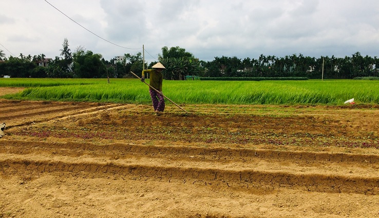 My Son Sanctuary - Scenic route from Hoi An - Farmers are working