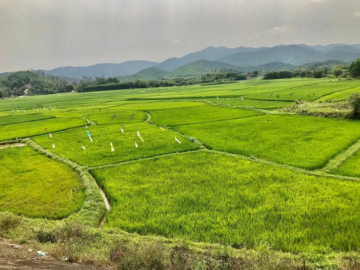 Rice paddies in and around Hoi An