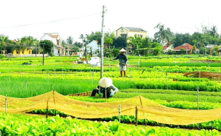 Tra Que Vegetable Village